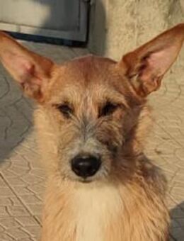 CLARK sucht sein Traumkörbchen - Sulzfeld (Baden-Württemberg)