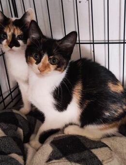 Coco und Leia aus dem Tierschutz - Grevenbroich