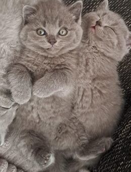 BKH Weibchen 550€ VB - Bremen