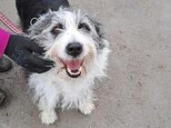 Herzenshund Fluffi sucht ihre Familie - München