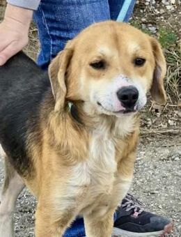 SEHR sozialer SEHR freundlicher LUKA ♥️ - München