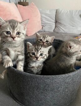 Wunderschöne BKH Kitten (reinerbig) - Leipzig Ost