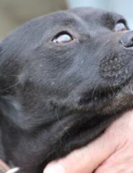 Bonni - kinderlieb u. sehr verspielt - Lohra