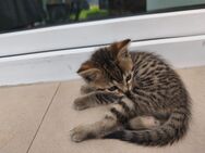 Bengal-Mix Kitten - Grevenbroich