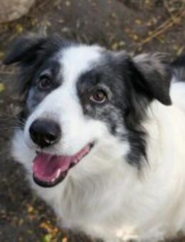 Unsere schöne kluge Bella - Kallmünz