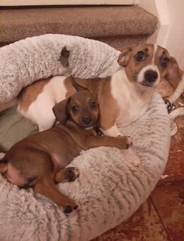 Jack Russel Dackelwelpen - Arnsberg