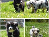 Mini Australian Shepherd Welpen - Nieheim