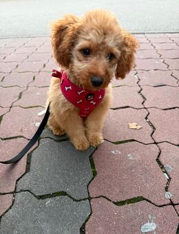 Zwergpudel Rüde - Augsburg