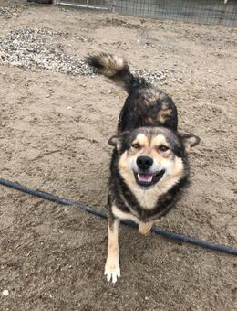 liebevoller Wolf sucht sein Zuhause - Itzehoe