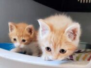 Katzengeschwister Luke & Leia suchen.. - Karlsruhe