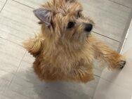 🩷Pici 🩷4-jährige Norwich Terrier Mix - Kassel