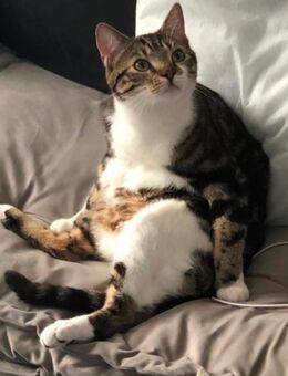 Kater dringend abzugeben - Moers