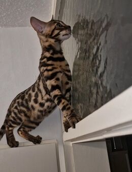 Reinrassige Bengal Kätzchen mit definierte Rosetten und Glänzendes Fell Fell - 900 € - Karlsruhe