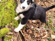 australian shepherd welpen - Marl (Nordrhein-Westfalen)