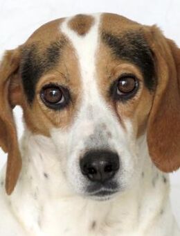 Lew -Angsthund, gerne spazieren- - Oldenburg