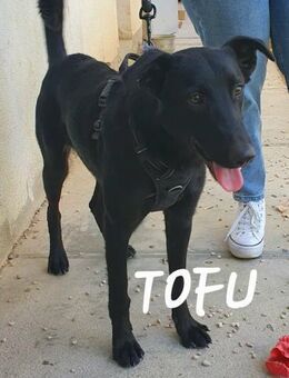 Tofu - aktiver Rüde zum verlieben - Berlin