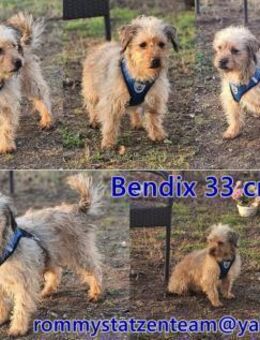 Bendix hat ein fröhliches Wesen - Schafflund