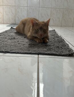 Verspielter Kater (2 Jahre) sucht neues, liebevolles Zuhause | Preis: 260 € VB - München