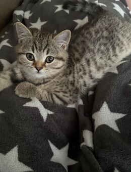 2 BKH Kitten suchen ihre neue Familie - Reutlingen