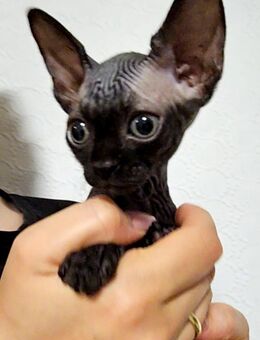 Sphynx Kitten - Mindelheim