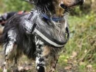 English Setter GLENNY sucht sein Glück - Sehnde