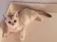 Wunderschöne reinrassige BKH Kitten tierärztlich untersucht, geimpft, abgabebereit - Weitnau