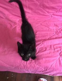 Smokey aus dem Tierschutz - Grevenbroich