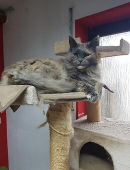 Maine Coon Mädchen - Heusweiler