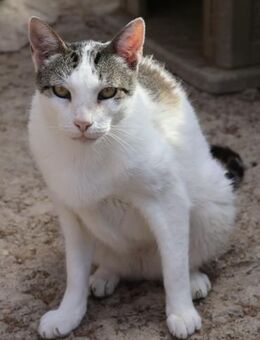 Garfield, neugierig, sehr verspielt - Westerholt