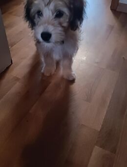 2 Tibet Terrier Welpen mix - Neubrandenburg