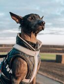 Schäferhund Mix Welpe in 04808