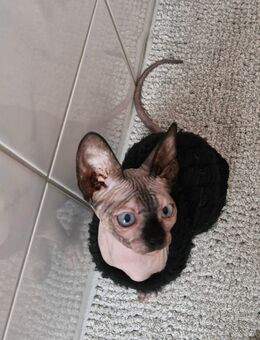 Canadian sphynx Weiblich - Bielefeld