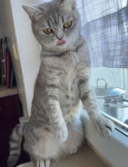 Wunderschöne Britisch Kurzhaar Katze mit liebevollem Wesen abzugeben - Ehingen (Donau)