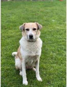 Wanya - wartet in 76477 Elchesheim-Illin - Oberwies