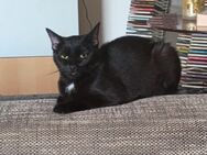 Katze zu verkaufen - Wunstorf