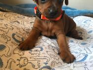 Reinrassige Zwergpinscher / Rehpinscher Welpen - Dierdorf