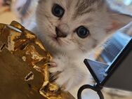 Zuckersüße Reine BKH Kitten - Dorsten
