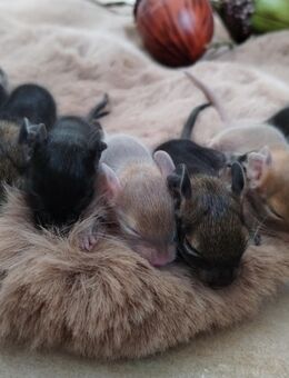 Niedliche Degu Kids,tolle Farben:Schoko,Lilacschecke,Creme,Agouti ,Sand ,suchen demnächst Dich! - Hille