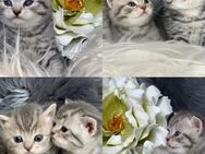 Zuckersüße 😻BKH Kitten,😻Katzenbabys, Black Silber Tabby, Blue - Genthin Zentrum