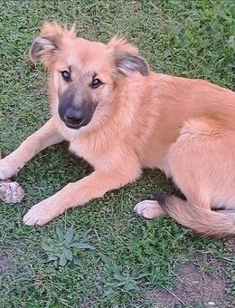 Bezauberndes Border Collie Mix Mädchen - Heringen (Werra)
