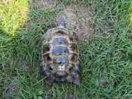 Landschildkröten von 2010 - Ludwigshafen (Rhein)