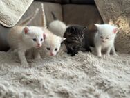 Flauschalarm! Unsere Baby-Kitten wollen dein Herz erobern! - Saarbrücken