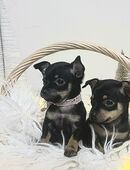 Russkiy Kurzhaar Toy Terrier Welpen in 78089