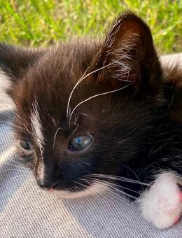 Kitten in liebevolle Hände abzugeben - Haren (Ems)