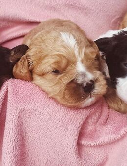 Cavapoo Welpen - Granzin