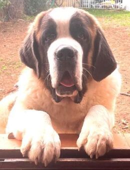 DRAGO - ein junger Bernhardiner ...... - Kempen