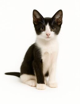 Weiß und schwarz katze - Düsseldorf