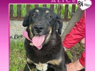 💜 ALICE 💜 - HAST DU MICH LIEB? - Alfeld (Leine)