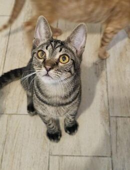 Kleiner Bandit sucht sein Zuhause - Margetshöchheim
