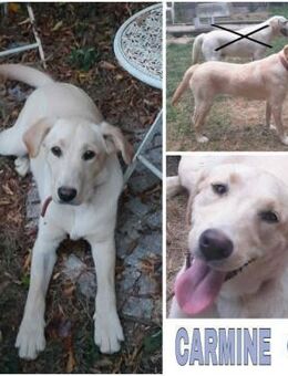 CARMINE -rundum tolle Junghündin- - Duisburg